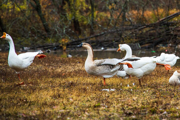Yoga Geese 