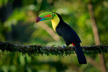 Keel-billed Toucan - Ramphastos sulfuratus  also known as sulfur-breasted toucan or rainbow-billed toucan, Latin American colourful bird, national bird of Belize