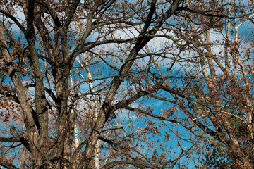 Tree branches against blue sky.