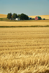 Fototapeta na wymiar Red Barn and Cut Wheat Fields vertical. Red barn in sunshine amid cut fields in the Palouse. Washington State, USA.