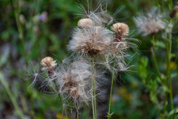 thistle in the grass