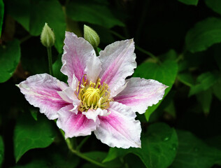 Blooming clematis 