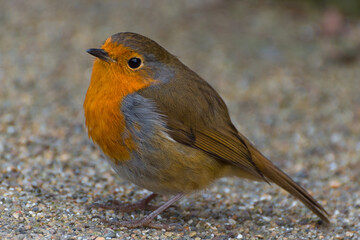 Robin