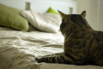 Cat authentic. A cute domestic striped cat with white spots lies on a bed on a gray bedspread with green pillows. The concept of a cozy home, hygge style