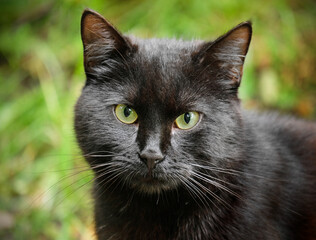 Portrait of a black cat 