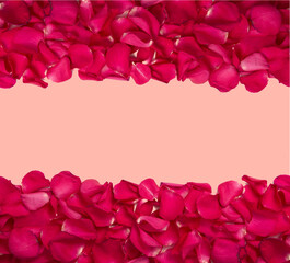 background and texture of bright red rose petals with a pink background in the middle. copy space.