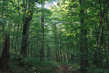 Fototapeta premium path in the forest