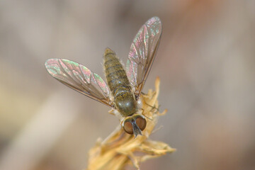 Bee-fly (Petrorossia hespera)
