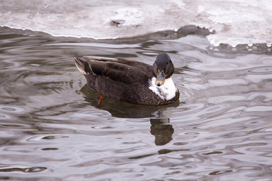 High angle view of a dark Duclair duck wading in shallow stream in the Maizerets Domain during a cold winter day, Quebec City, Quebec, Canada