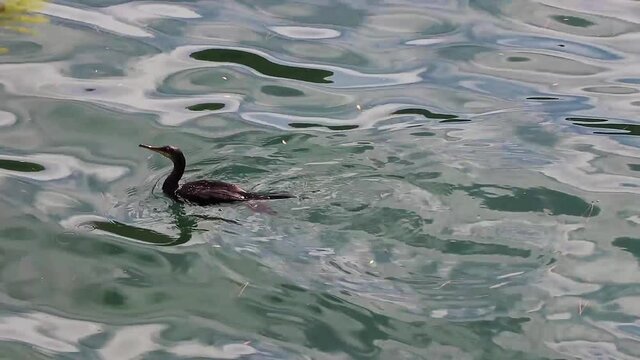 European shag black bird is swimming Mallorca Spain.