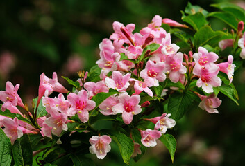 Flowering weigela