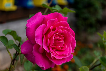 pink rose in garden