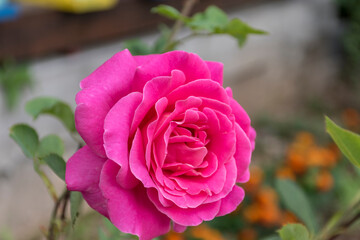pink rose in garden
