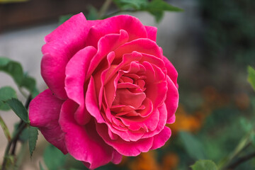 pink rose in garden
