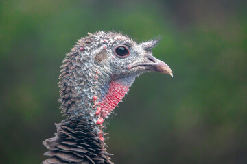 Close up portrait of a wild female turkey, in the hills of Monterey County, California.  