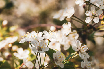 blooming cherry tree or prunus closeup. springtime greeting card. space. spring and easter concept