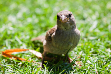 Kleiner frecher Spatz voller Erwartungen