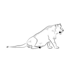 Fototapeta premium Sketch of relaxing female lion.