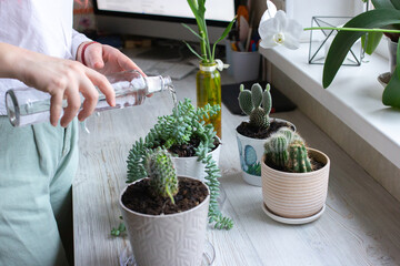 Home gardening blogger hydrating plants, cactuses in pots on wooden table, woman gardener at work