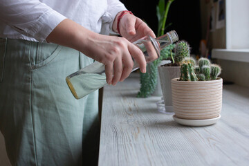 Home gardening blogger hydrating plants, cactuses in pots on wooden table, woman gardener at work