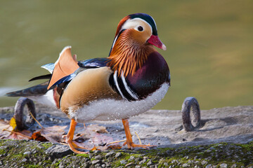 Bunte Mandarinente in sch&ouml;nen Farben vor Teich