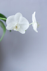 Fototapeta na wymiar Two white orchids on gray background with space for text, flower photo for blog content