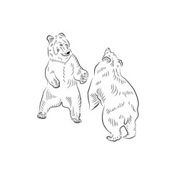 Sketch. Battle of two bears. Boxing.