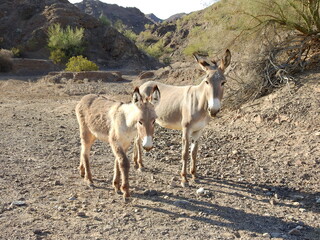 A mama wild burro and her babe roaming the Mojave Desert, in the Parker Dam area, San Bernardino County, California.