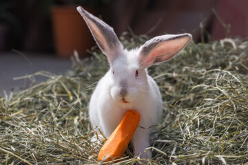Cute fluffy rabbit sits on the hay and eats carrots. The white rabbit (hare) is a symbol of Easter.