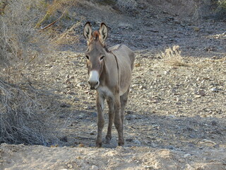 Wild burro living in the Mojave Desert, Parker Dam area, San Bernardino County, California.