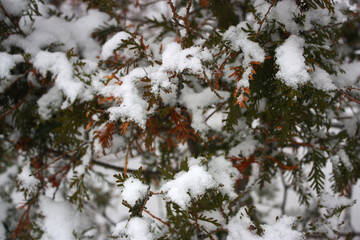 Thuja bush covered with the white fluffy snow. Winter scenery.