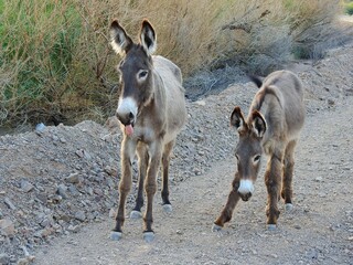A mama wild burro and her babe roaming the Mojave Desert, in the Parker Dam area, San Bernardino County, California.