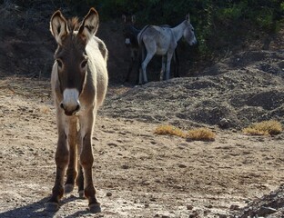 Wild burros living in the Mojave Desert, Parker Dam area, San Bernardino County, California.