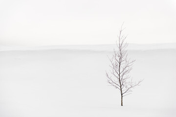 Alone tree on snowy. Minimalist winter landscape.