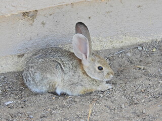 A desert cottontail rabbit enjoying a day on the Carrizo Plain, in San Luis Obispo County, California.