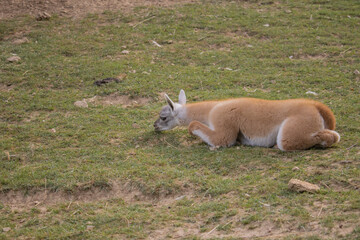 The guanaco rests on the grass in a zoo.(Lama guanicoe) 