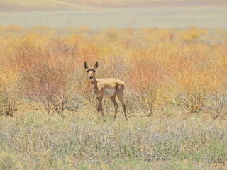 Naklejka na ściany i meble Young pronghorn playing in grasslands of the Carrizo Plain, in San Luis Obispo County, California. 