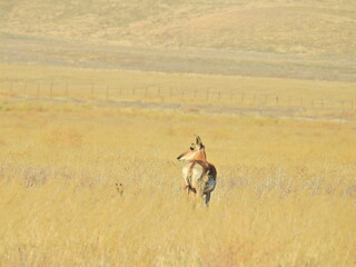 Naklejka premium Pronghorn roaming the grasslands of the Carrizo Plain National Monument, San Luis Obispo County, California.