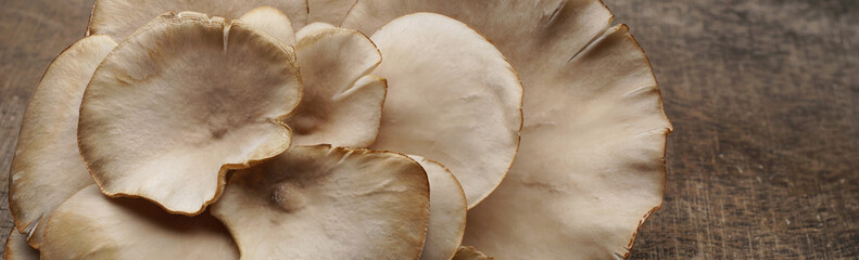 Oyster mushrooms. .A cluster of Pleurotus ostreatus on a wooden table..A group of fungi with fruiting bodies and fleshy caps..Food background banner. Fresh mushrooms panoramic hi-res close-up shot.