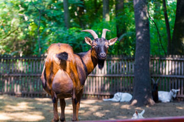black and brown domestic goat on the top