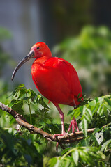 Beautiful red ibis bird