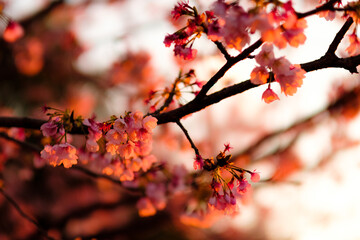 桜と夕暮れ
Cherry blossoms and sunset