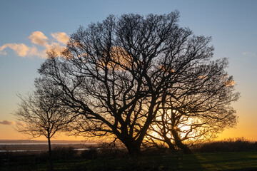 Bare Oak tree (Quercus) against a winter sunset at Leigh-on-Sea, Essex, England