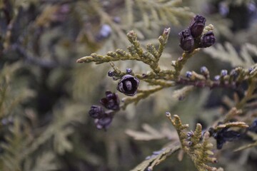 flowers in the forest