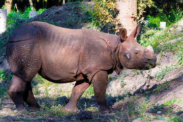 Fototapeta premium A young male Indian rhinoceros is eating grass