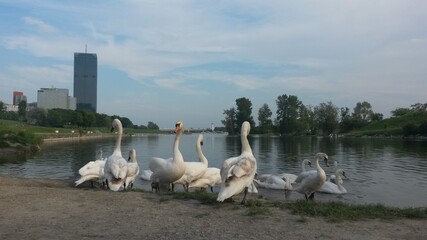 swans on the danube river in vienna Wien