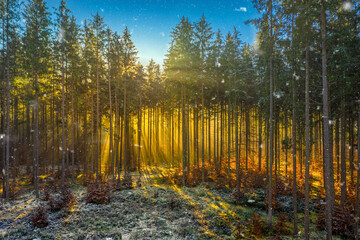 Wonderful moment in a foggy autumn forest, sunrays a coming through the morning fog and enlightens the idyllic place of nature, impressive environment.