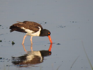 Oystercatcher