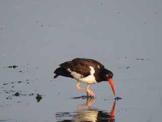 Oystercatcher