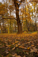 Tree and leaves at fall, park in Prague Dolni Pocernice, Czech republic